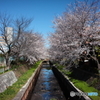 それでも桜は咲いている