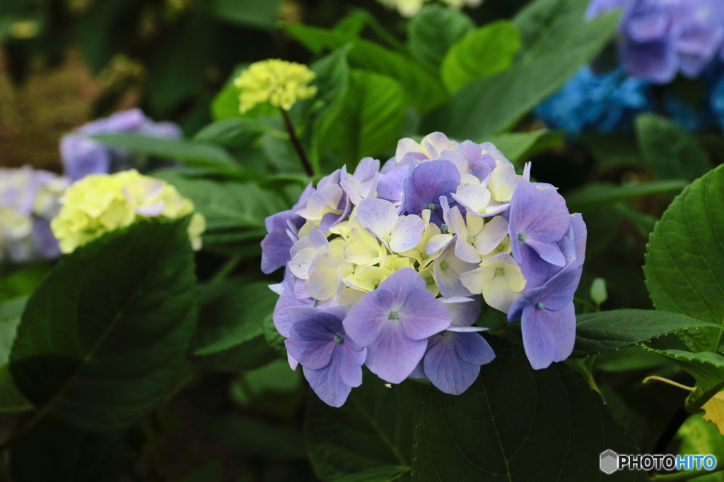 紫陽花の季節