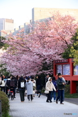 国立劇場の桜