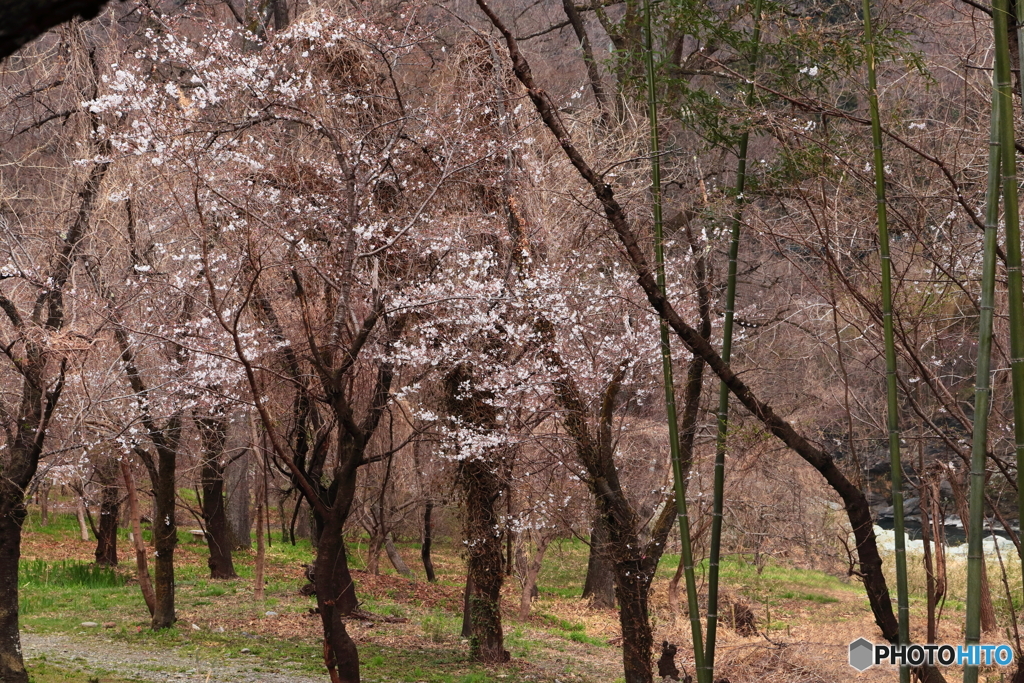 竹と桜