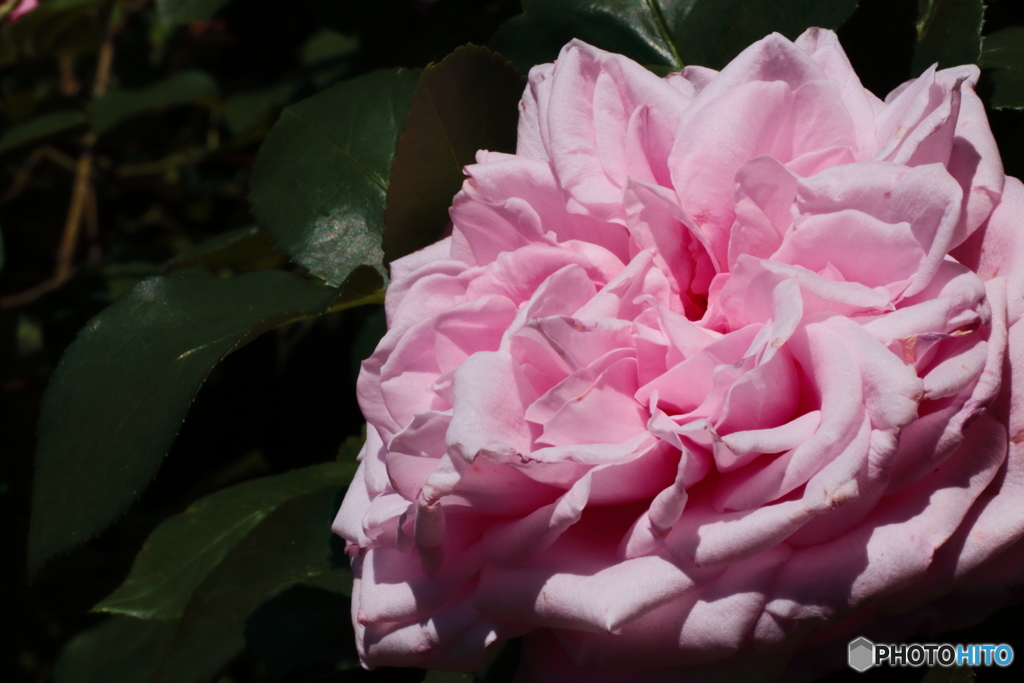Her Majesty（ハー・マジェスティ）