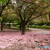 桜の絨毯