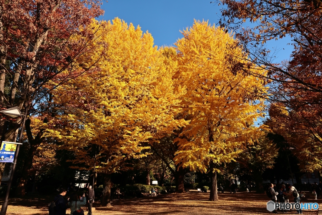 秋の上野公園