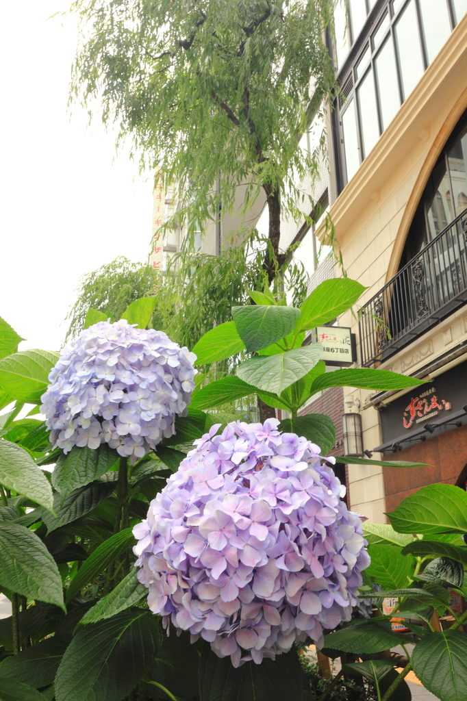 大都会の紫陽花