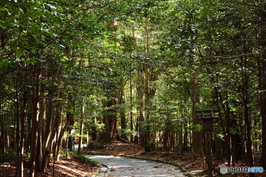 伊勢神宮・内宮　榊のトンネル