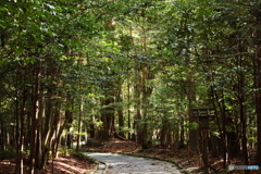 伊勢神宮・内宮　榊のトンネル