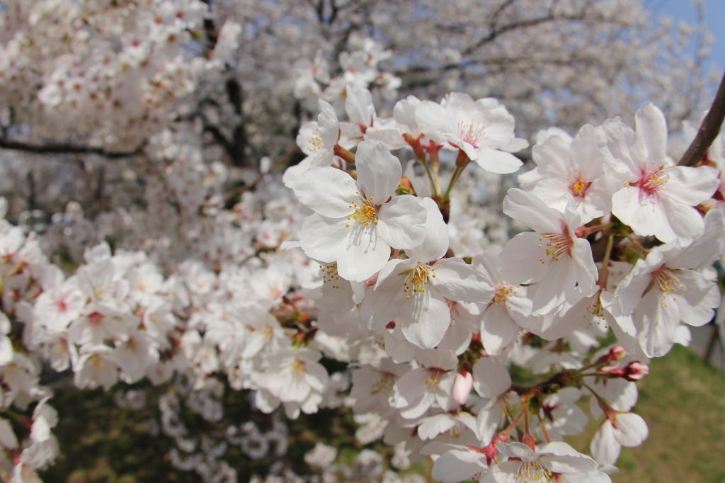 桜