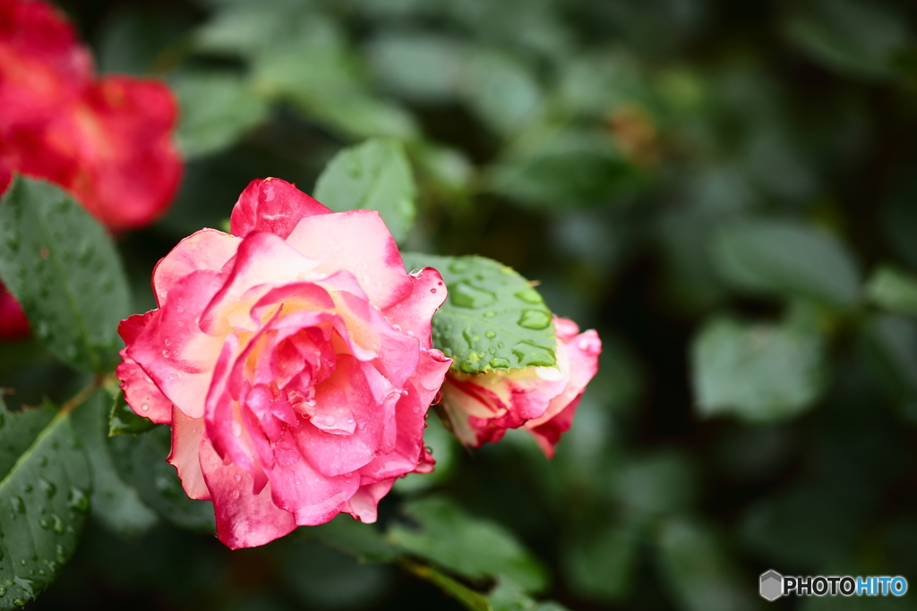 雨上がりの薔薇