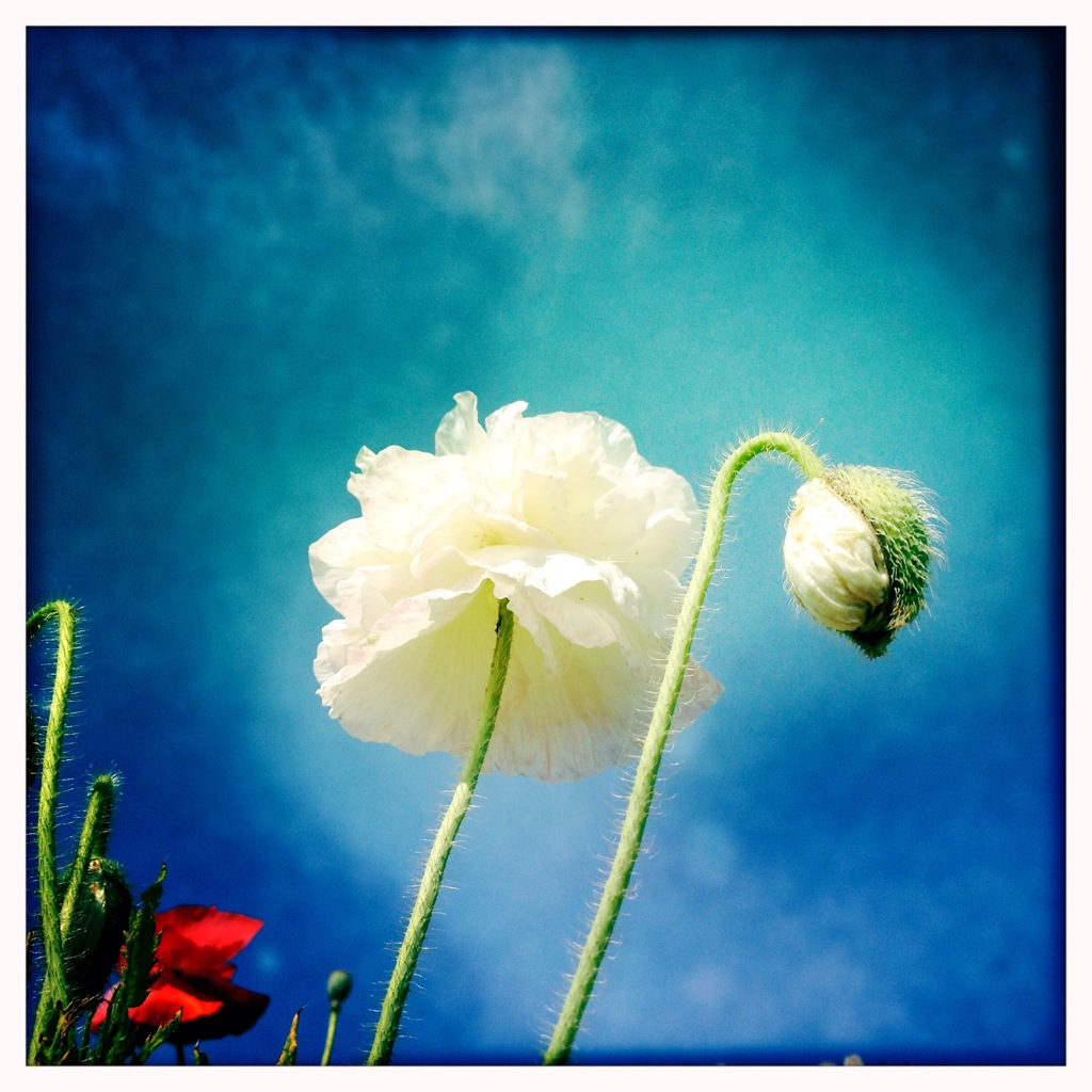 青空と花畑