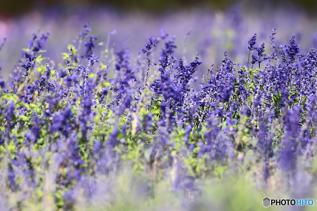 紫のサルビア