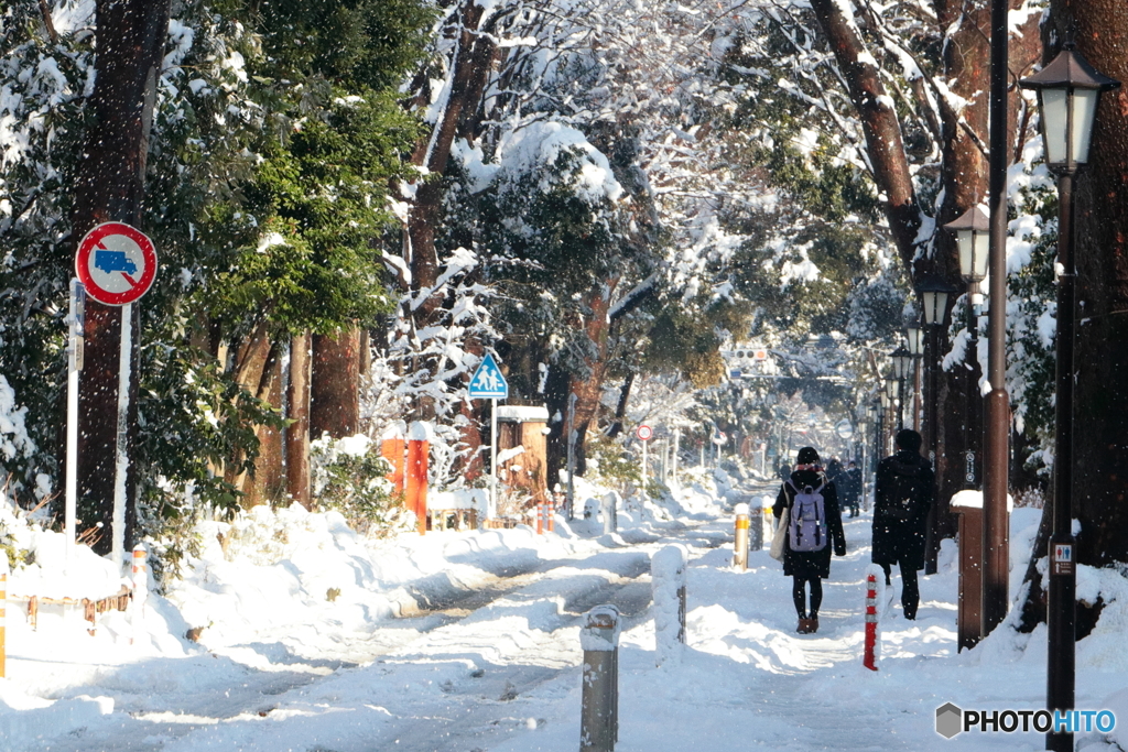 雪の翌朝