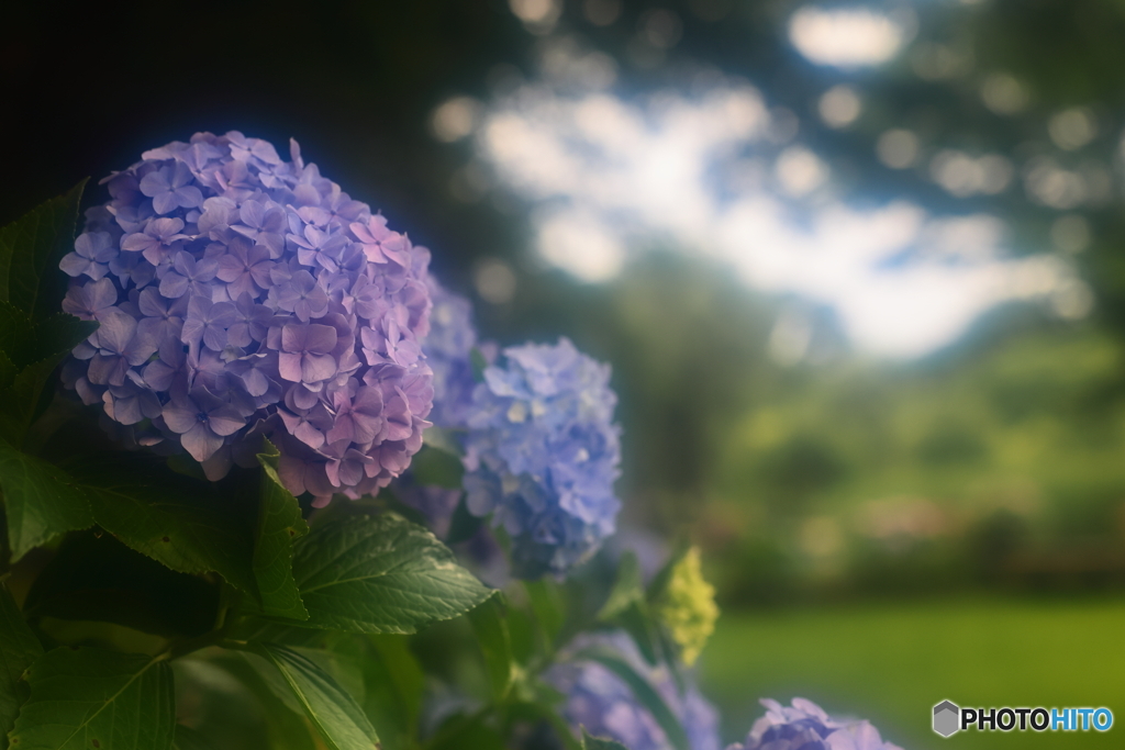 紫陽花