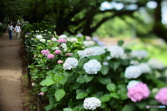 紫陽花の小径