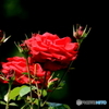 薔薇の名前