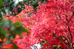 Autumn in 2014 Ⅱ