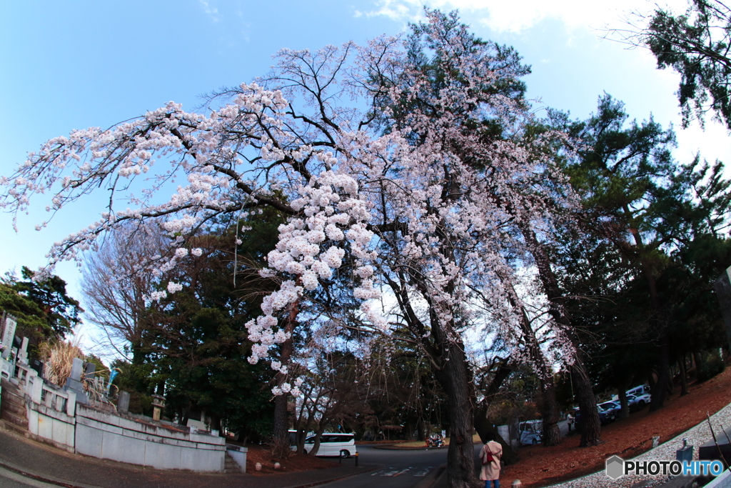 枝垂桜