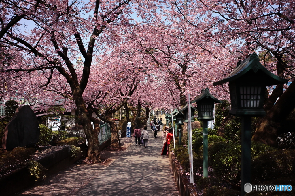 桜の参道