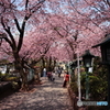 桜の参道