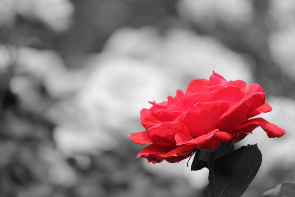I can't live without a rose
