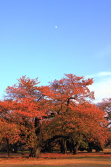 月と紅葉