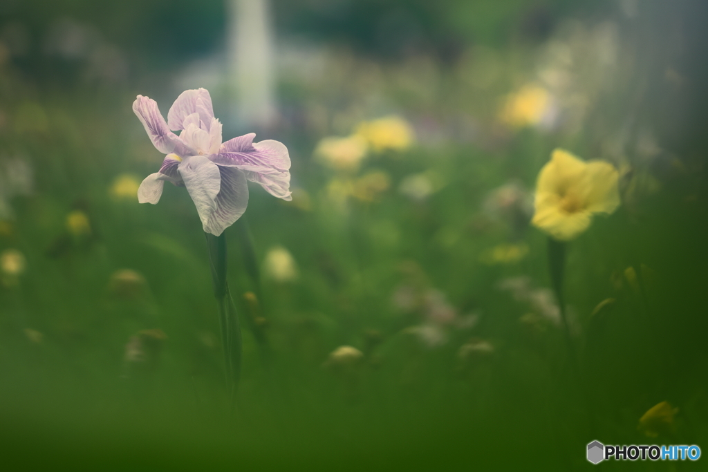 花菖蒲