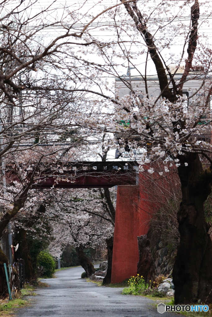 桜と電車