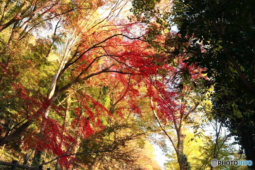 高津戸峡の紅葉