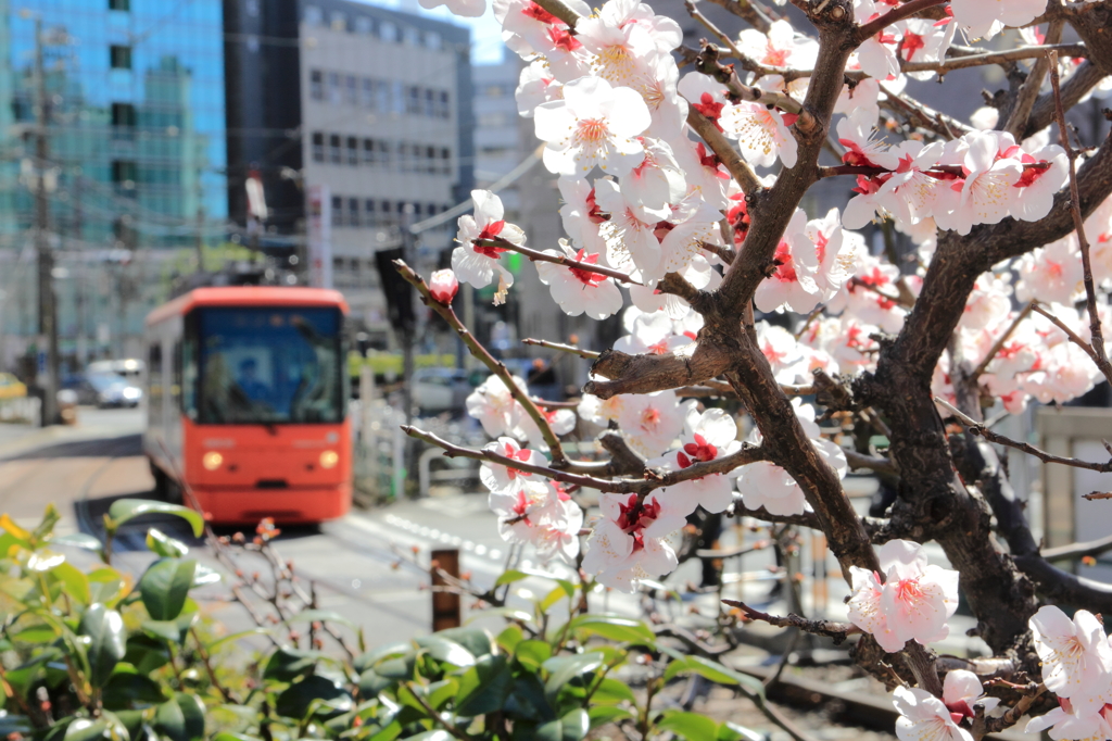 春の香りの中で