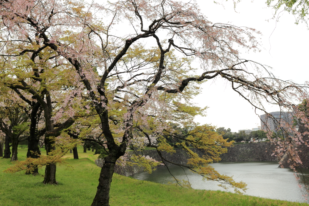 乾門の桜