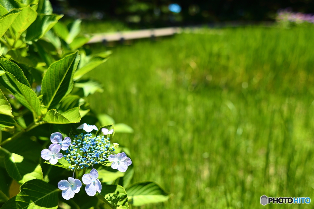 水生植物園にて～路傍のガクアジサイ