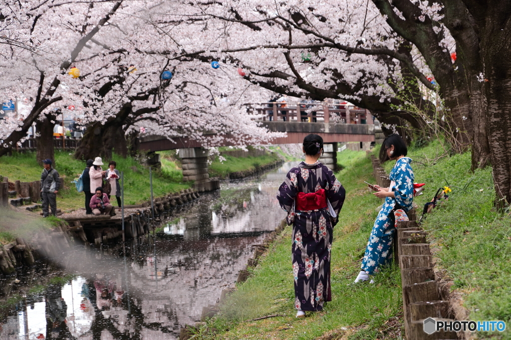 桜の岸辺