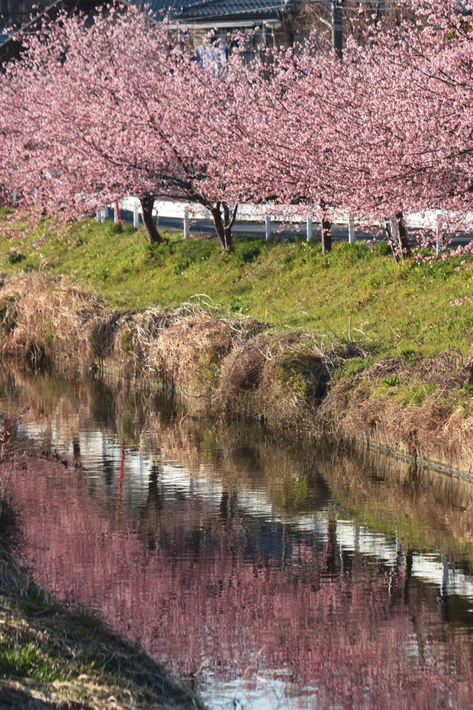 河津桜