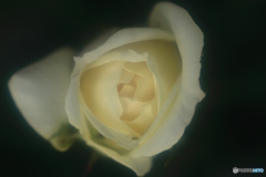 White Rose