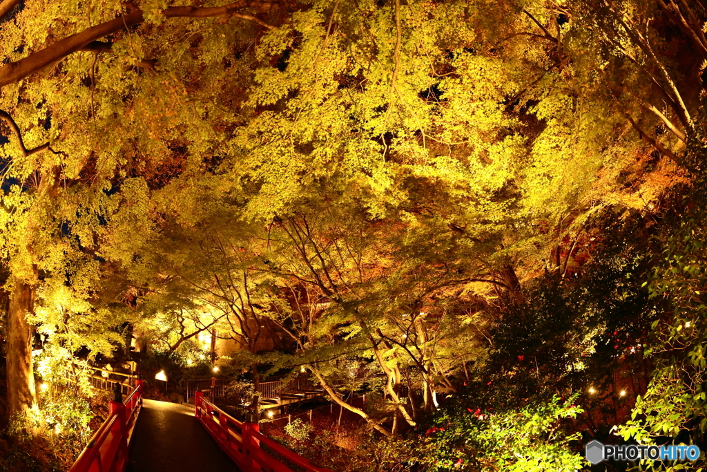 紅葉の庭園・ライトアップ