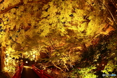 紅葉の庭園・ライトアップ