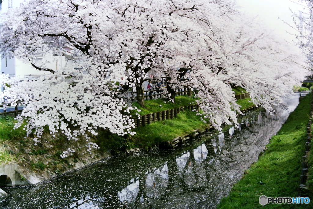 花盛り