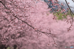 安行寒桜