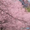 安行寒桜