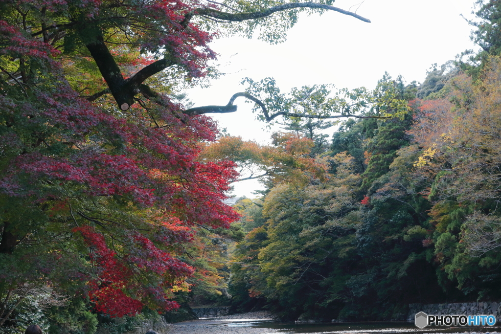 伊勢神宮・内宮　五十鈴川の紅葉