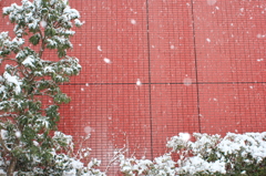 雪が降る