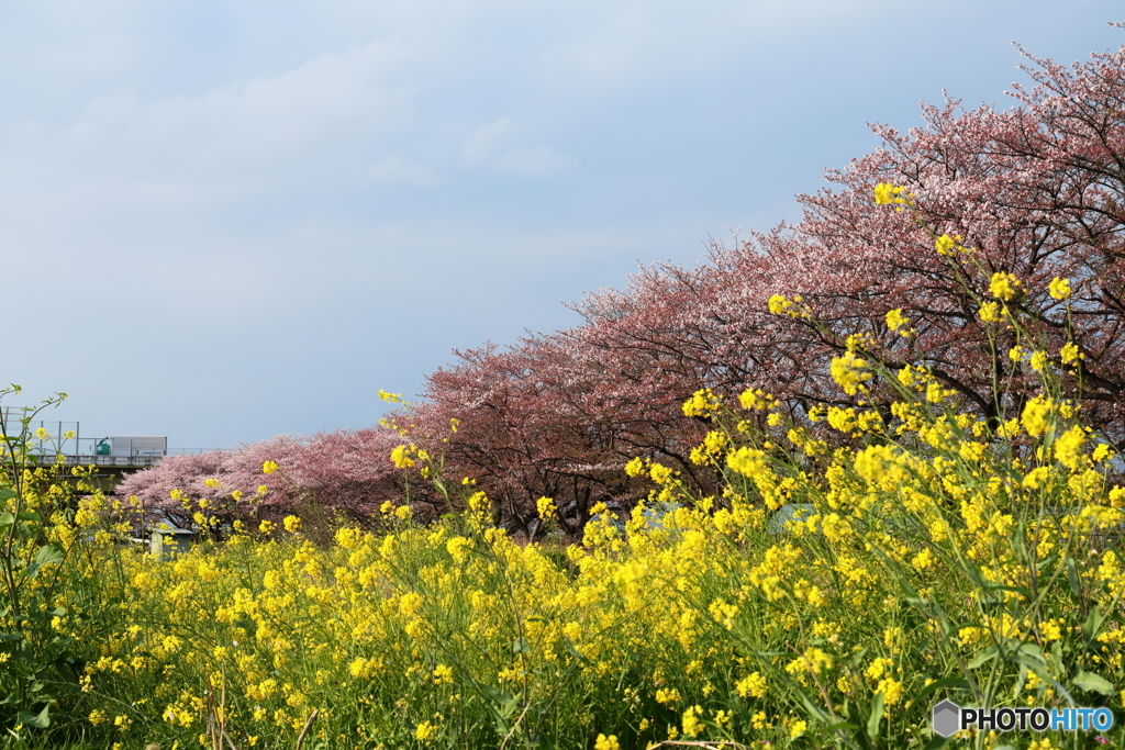 名もなき桜