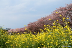 名もなき桜