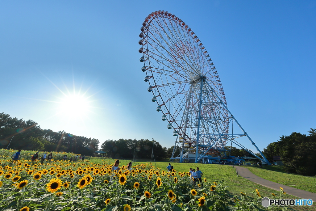 ダイヤと花の大観覧車