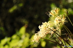 Lycoris albiflora