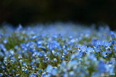 Nemophila