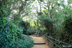 無人島一人旅　⑨まるで山道