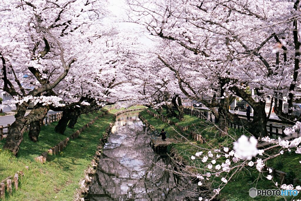 いつもの桜