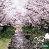 いつもの桜