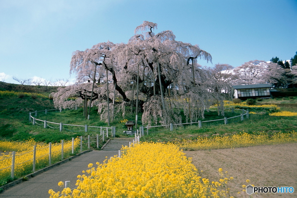 三春滝桜　2021