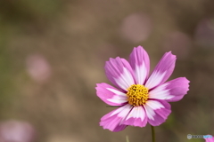 秋桜の季節